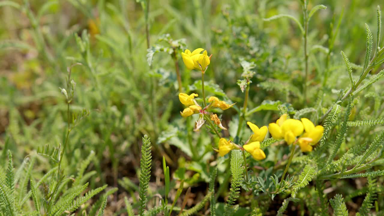 草地上的黄色野花在微风中摇曳视频素材