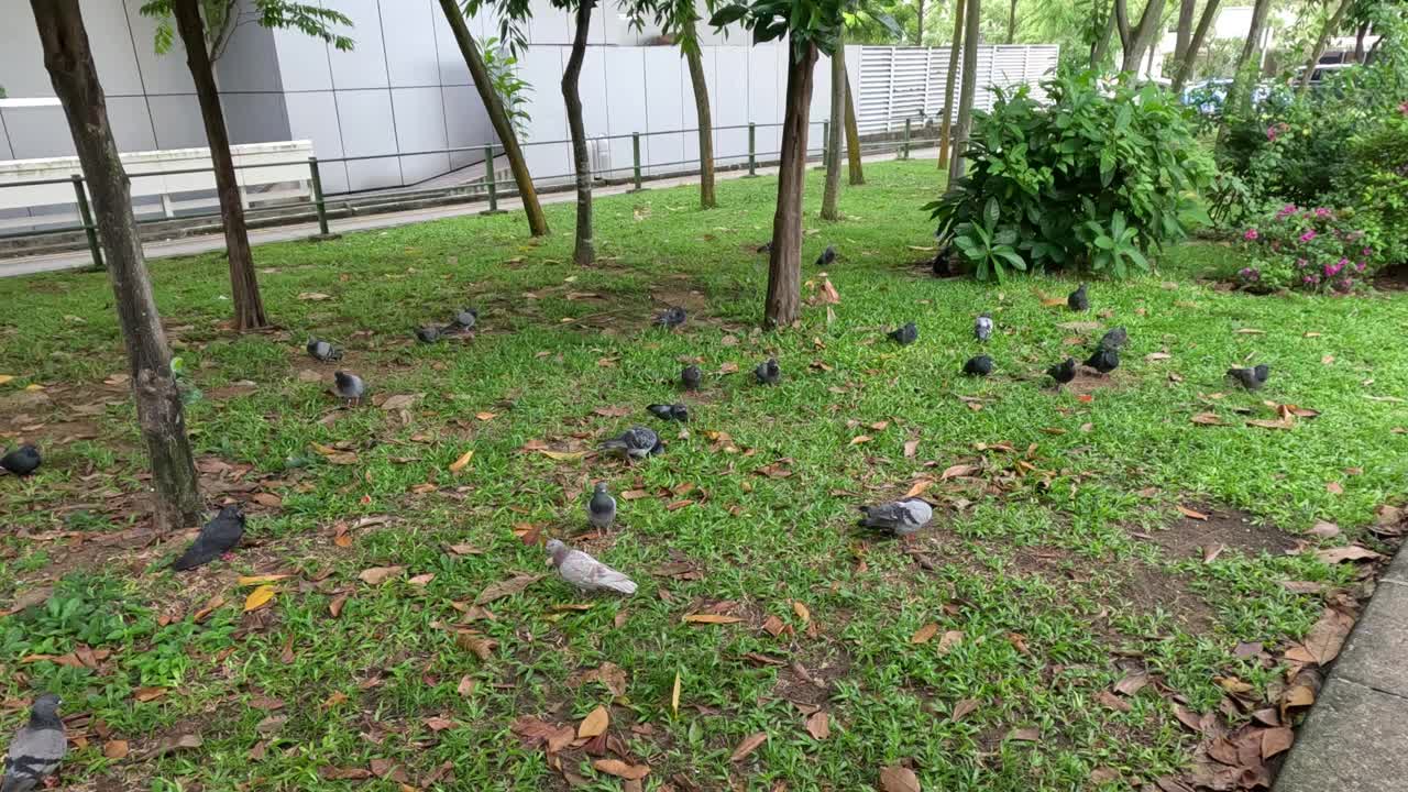 鸽子在公园觅食视频素材