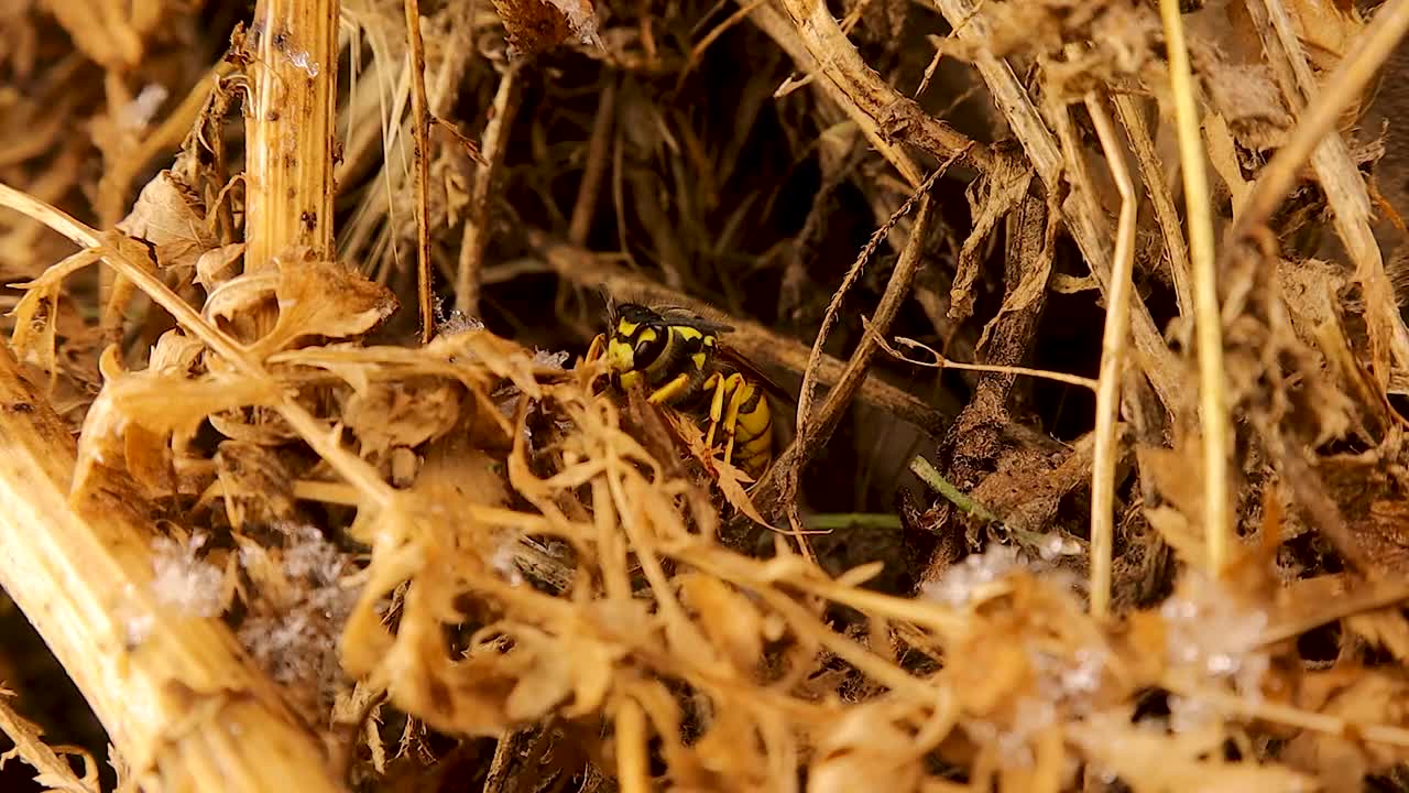 蜂后(黄斑)冬眠。欧洲黄蜂，德国黄蜂，黄马甲视频下载