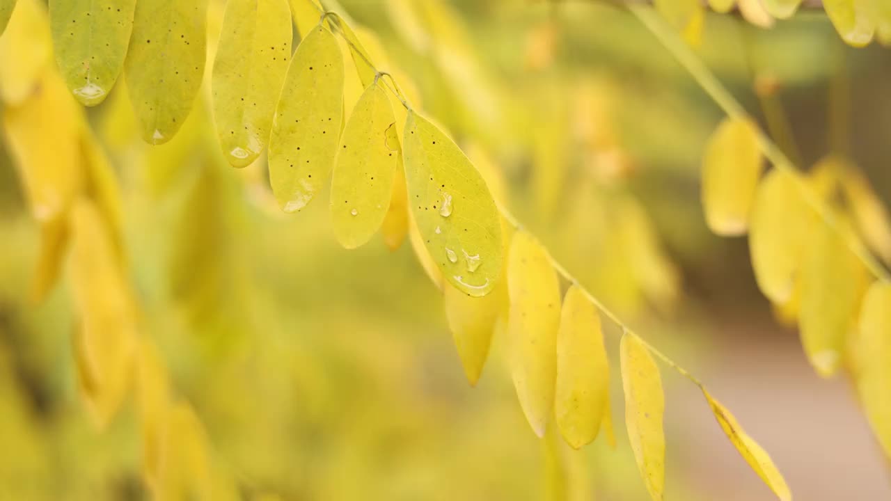 金合欢明亮的黄色叶子和随风飘动的雨滴。槐树枝叶上的晨露水珠。洋槐pseudoacacia。自然秋色背景视频素材