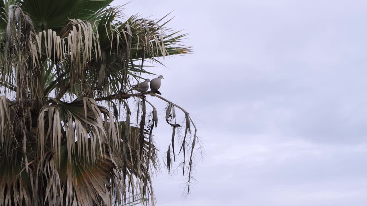 鸽子在椰子树枝上休息，特写中留有题词的空间视频素材