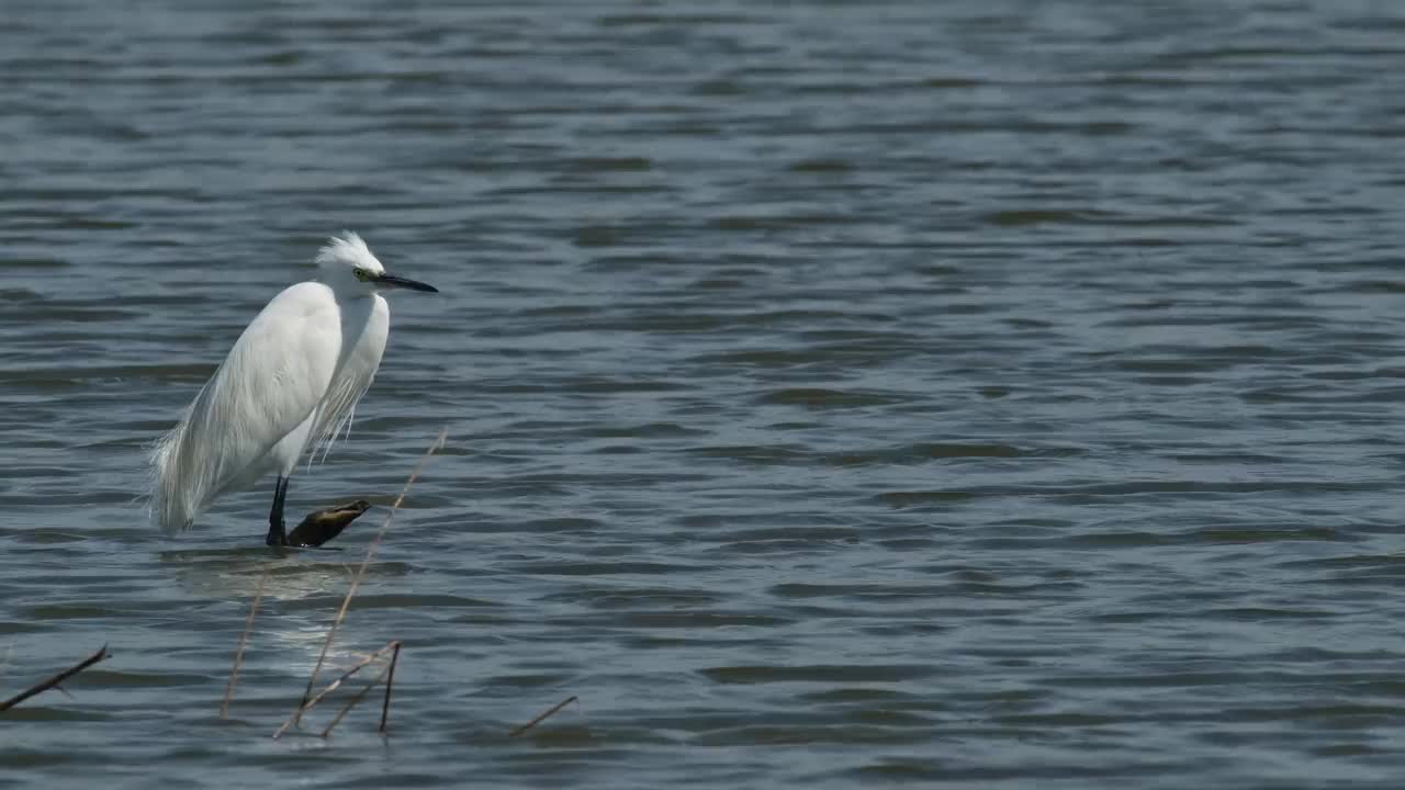 泰国，小白鹭(Little Egret Egretta garzetta)，当相机向左滑动并缩小时，它面朝右，露出了整个画面视频素材