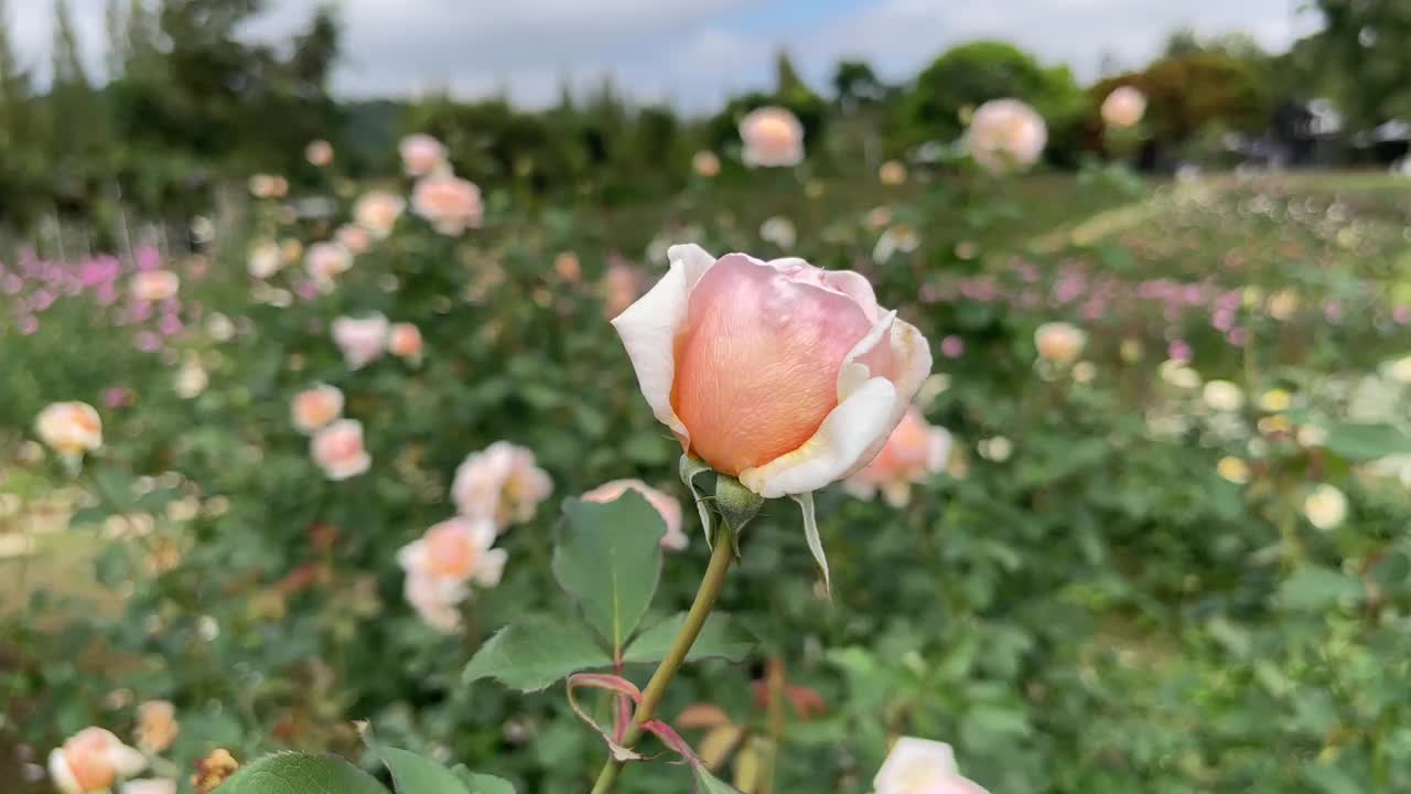 橙色的玫瑰在花园里盛开视频素材