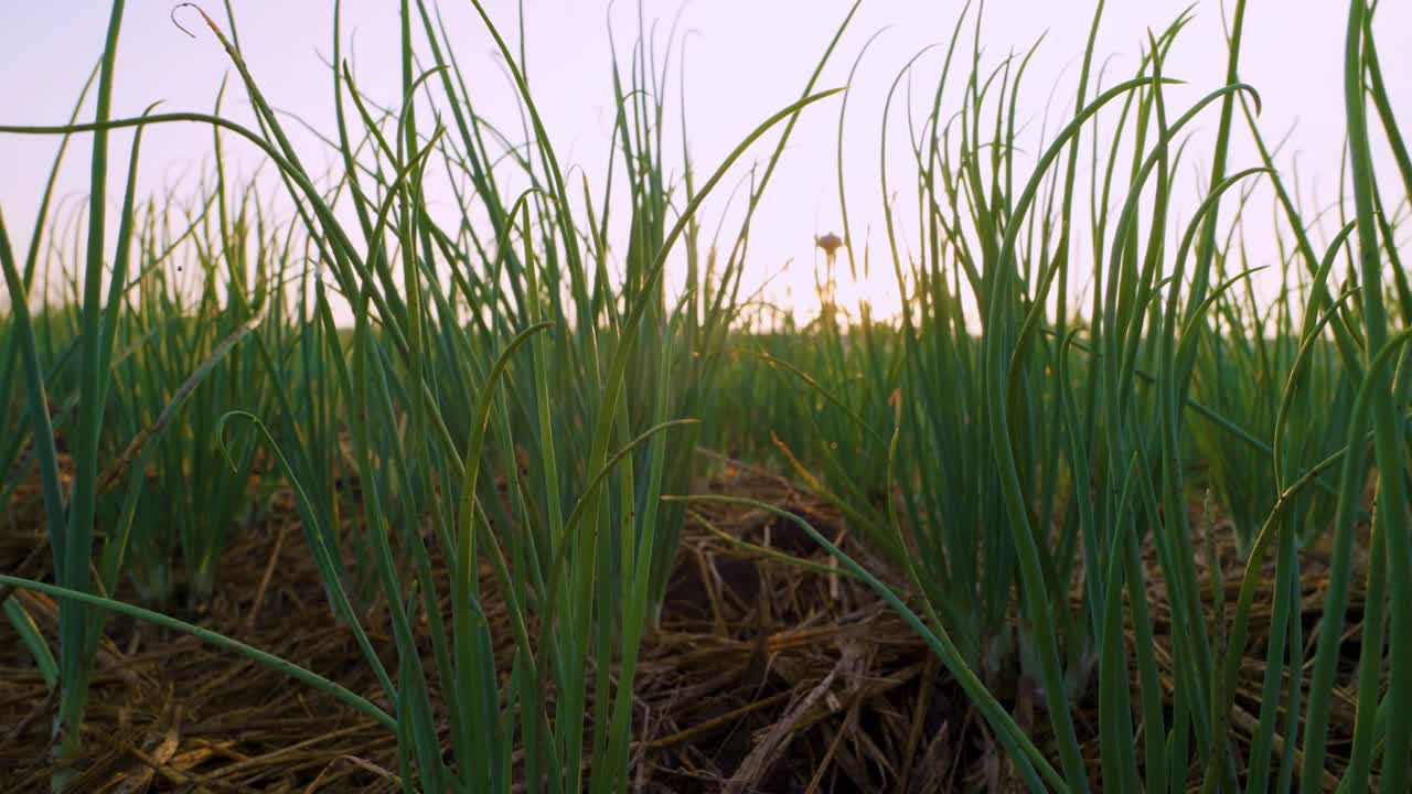 青葱或红洋葱生长在蔬菜园里视频素材