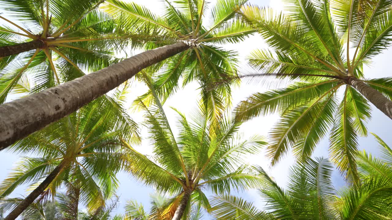 椰子树底部顶部的看法，阳光透过天空。棕榈滩热带岛屿。视频素材