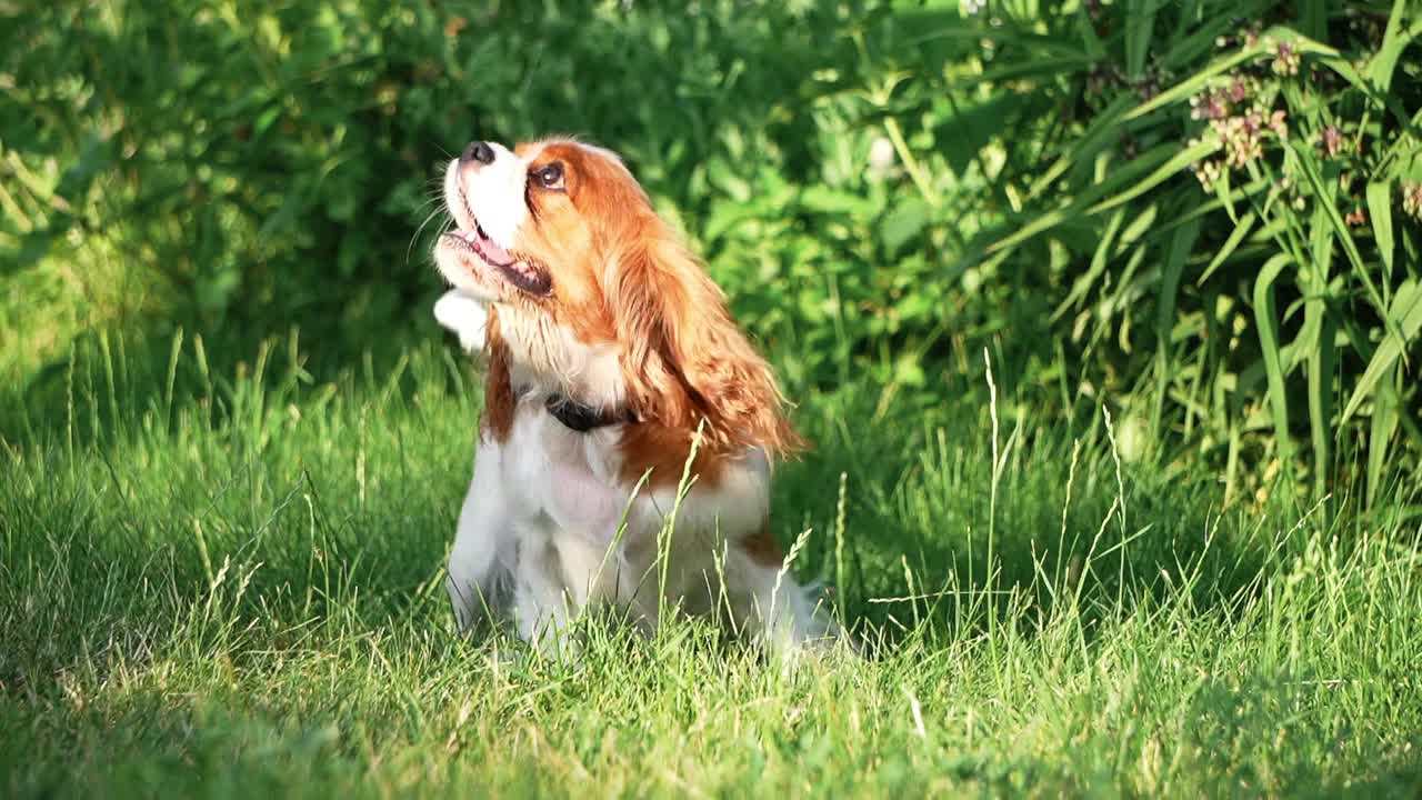 夏日傍晚，一只可爱的骑士查尔斯国王猎犬在公园散步。一个女孩在公园里和一只狗玩耍视频素材