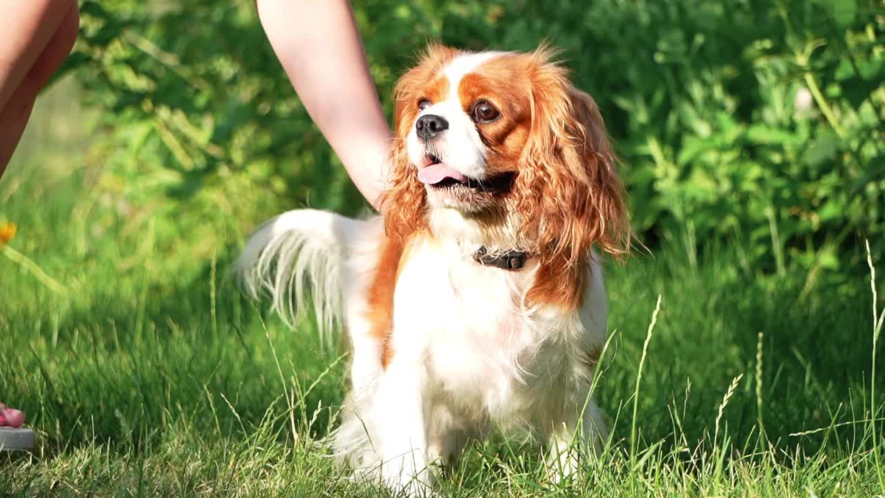 夏日傍晚，一只可爱的骑士查尔斯国王猎犬在公园散步。一个女孩在公园散步时抚摸着一只狗视频素材