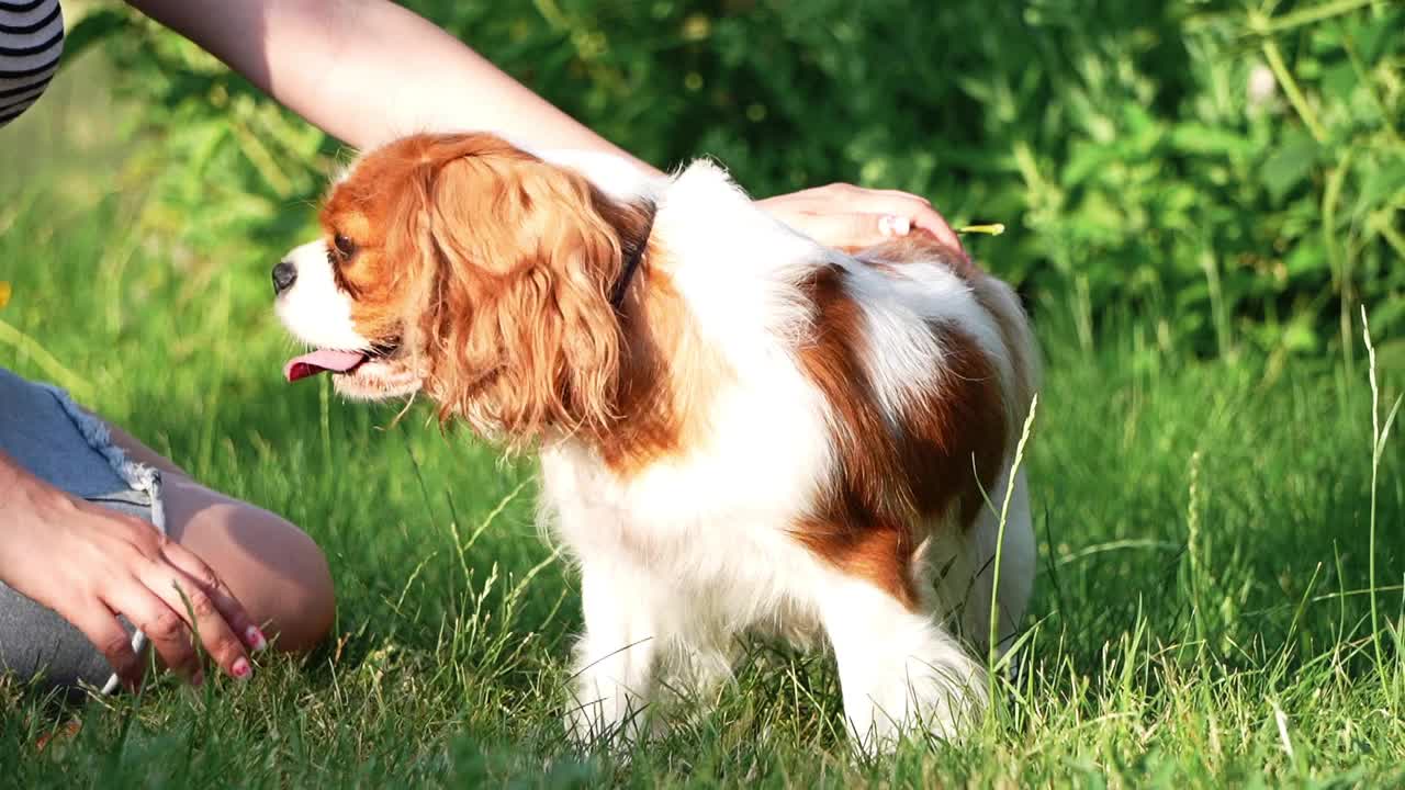 夏日傍晚，一只可爱的骑士查尔斯国王猎犬在公园散步。一个女孩在公园散步时抚摸着一只狗视频素材