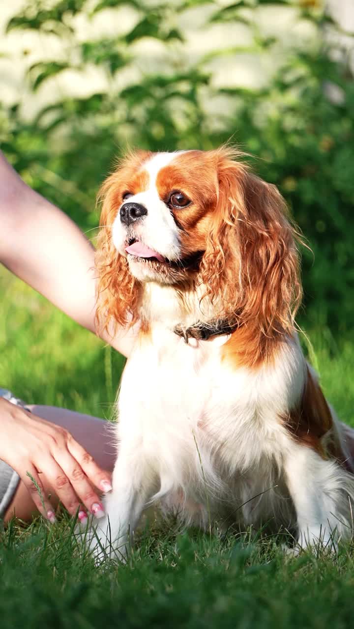 夏日傍晚，一只可爱的骑士查尔斯国王猎犬在公园散步。一个女孩在公园散步时抚摸着一只狗视频素材