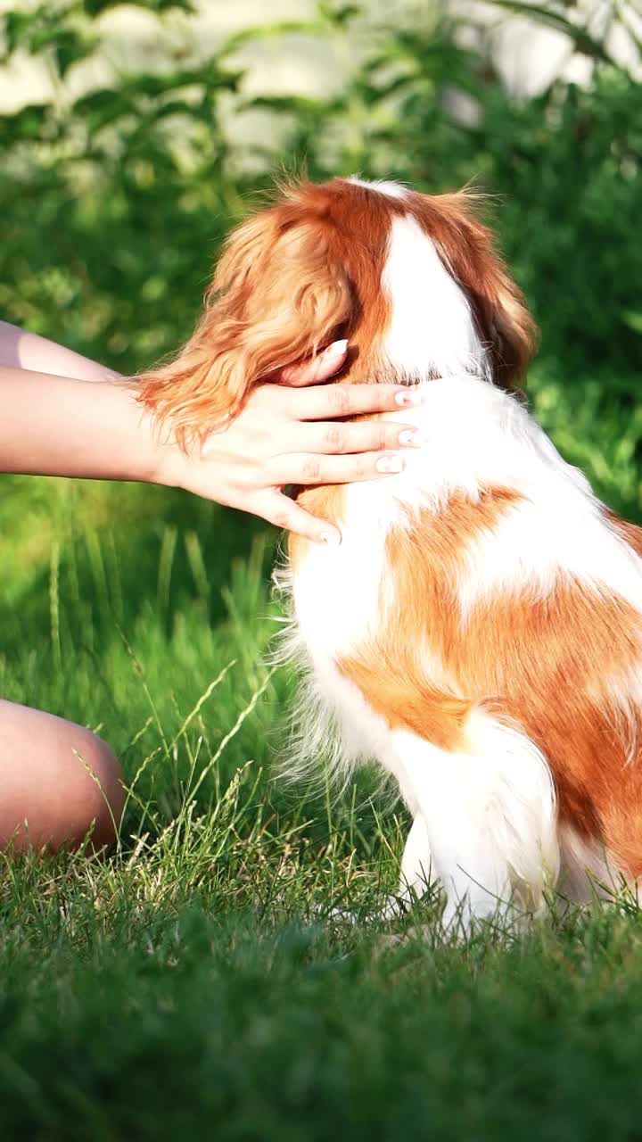 夏日傍晚，一只可爱的骑士查尔斯国王猎犬在公园散步。一个女孩在公园散步时抚摸着一只狗视频素材