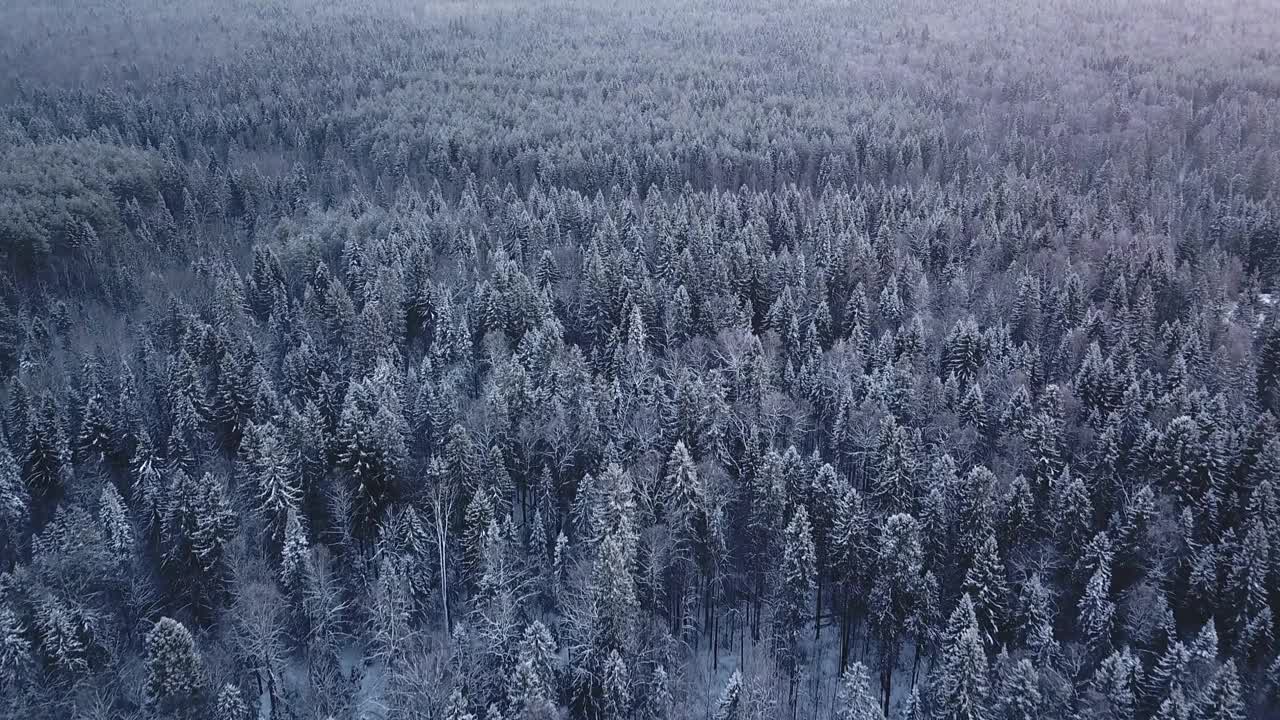 十二月寒冷的霜冻。夹。从直升机上看，被雪覆盖的冷杉树彼此靠得很近。高品质4k画面视频素材