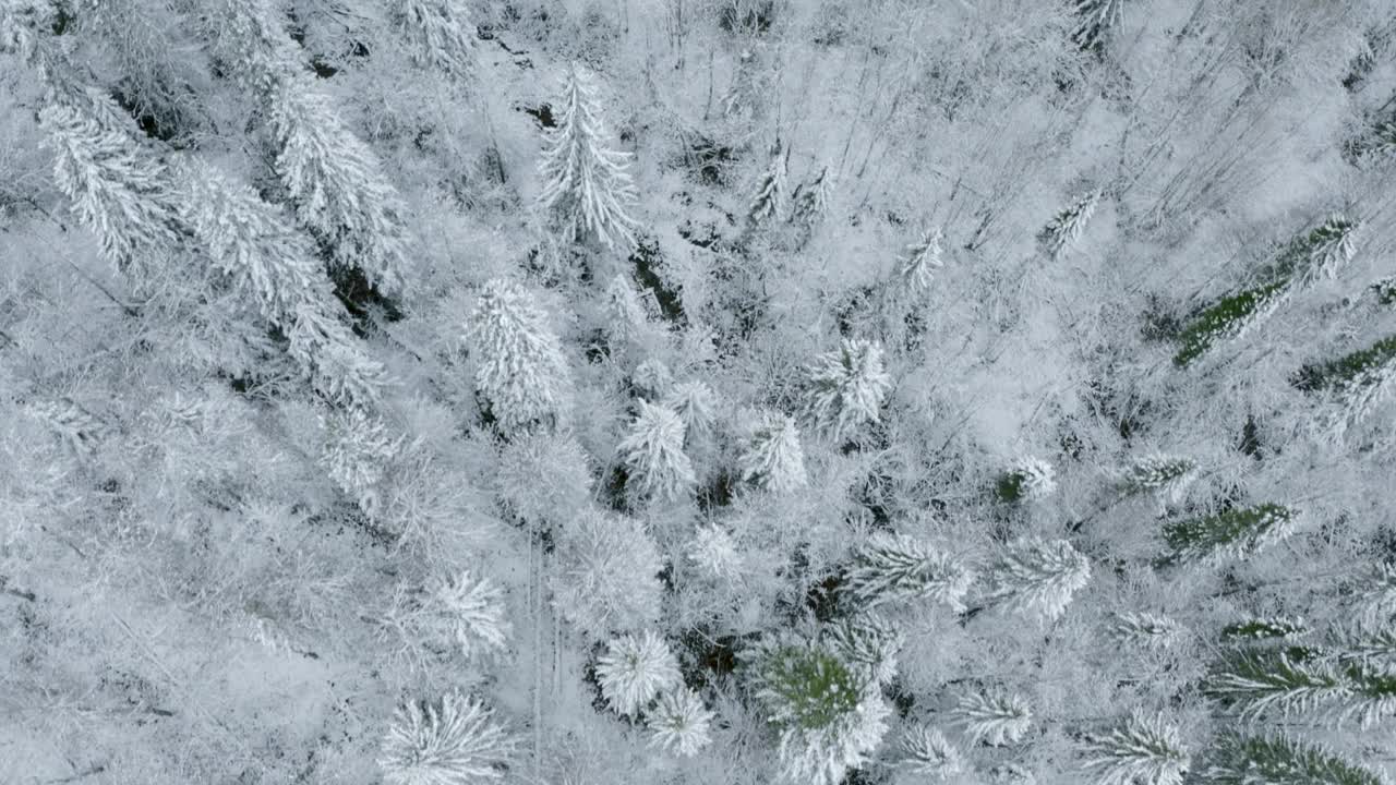 冬季野生针叶林的俯视图。夹。在冬天飞过白雪皑皑的树顶。美丽的冬季森林和雪树。视频素材