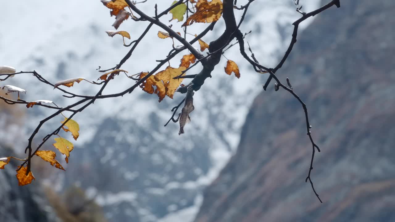 高山被雪覆盖在清晨的薄雾中。有创造力。近距离拍摄一根树枝和野生的自然和岩石的斜坡视频素材