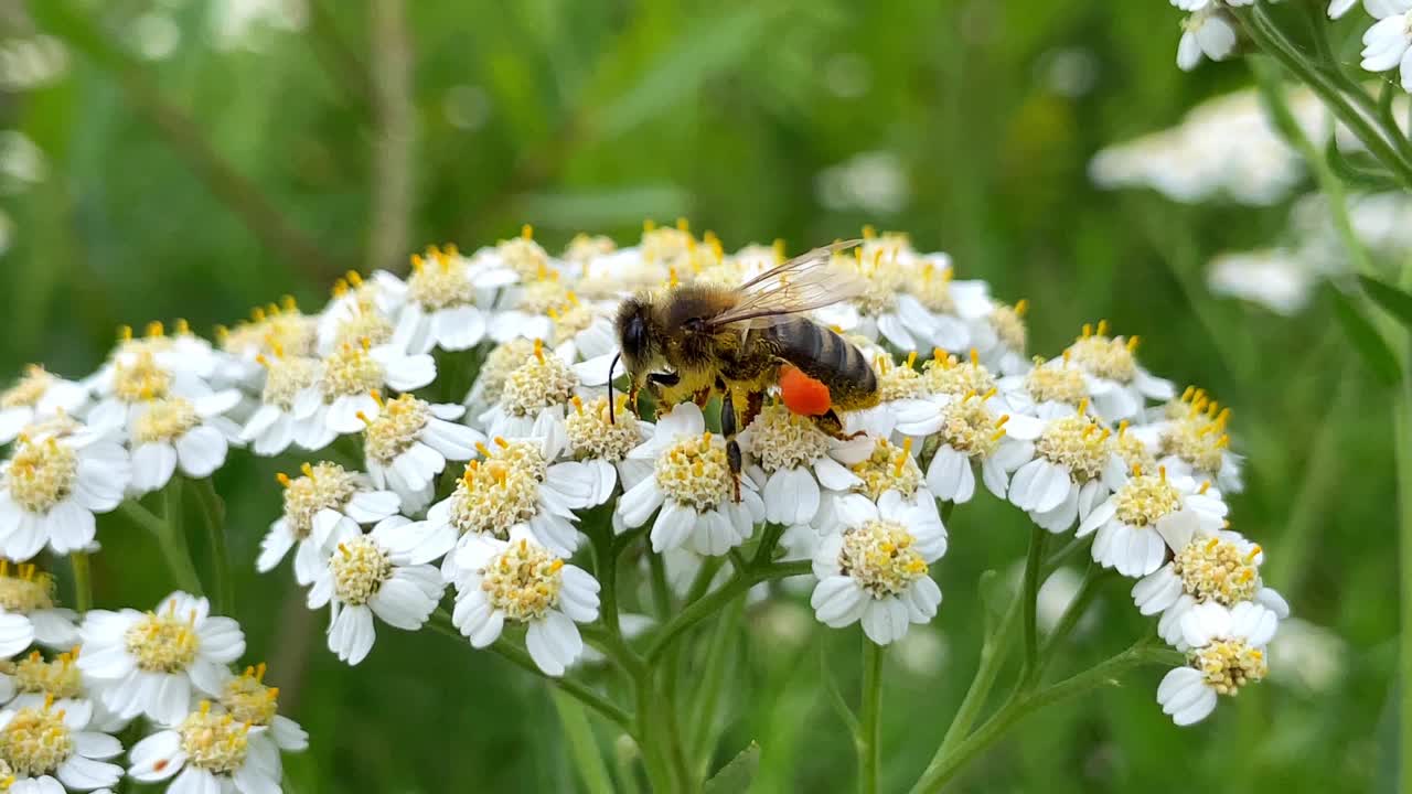 花的背景，近距离蜜蜂收集蜂蜜在白色的蓍草花。视频素材