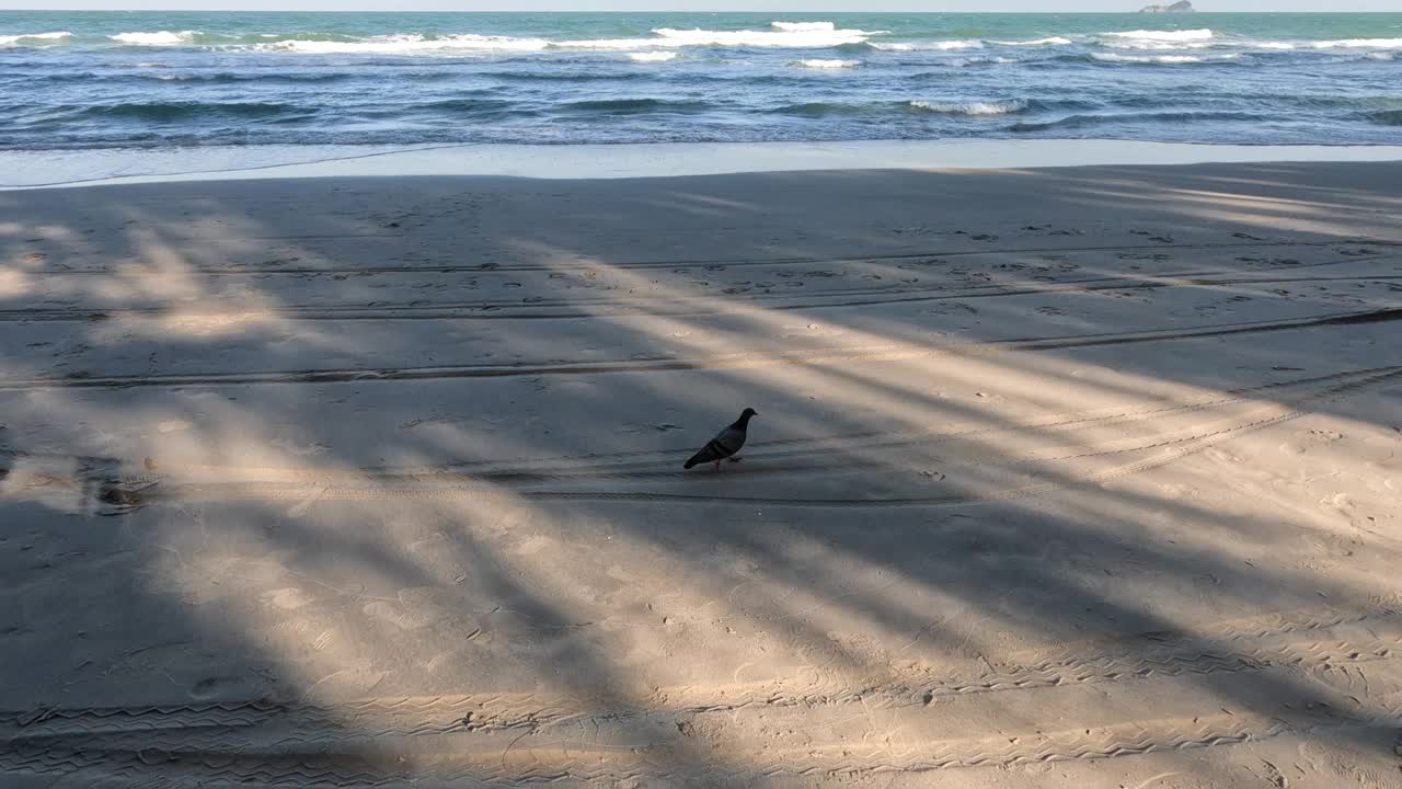 鸽子沿着海滩漫步视频素材