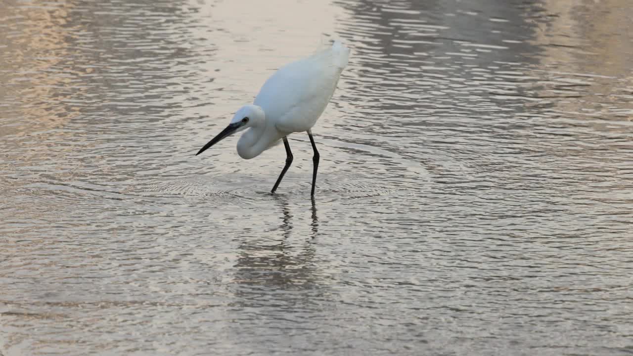 白鹭在浅水区捕鱼视频素材