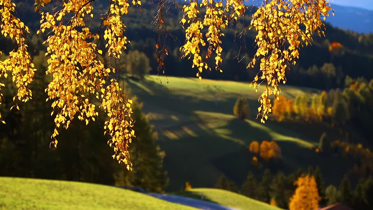 白桦树枝上亮黄色的叶子。地点:欧洲意大利多洛米提阿尔卑斯山脉富内斯山谷。视频下载