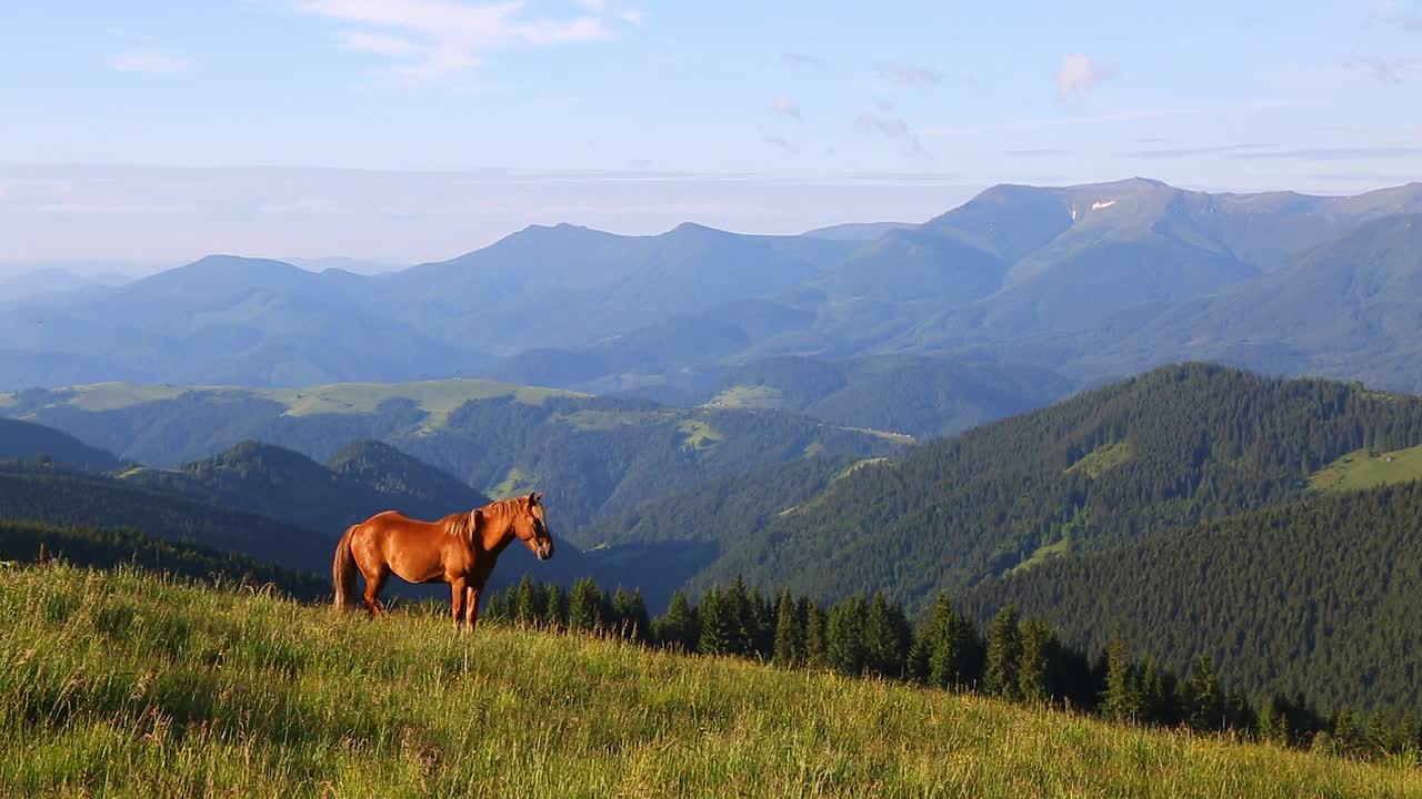 山谷里的一匹野生阿拉伯马。地点:喀尔巴阡国家公园，乌克兰。视频下载