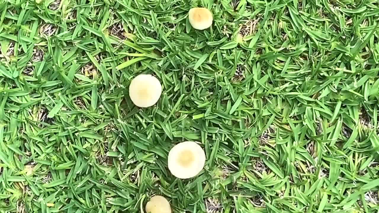 草里的蘑菇视频下载