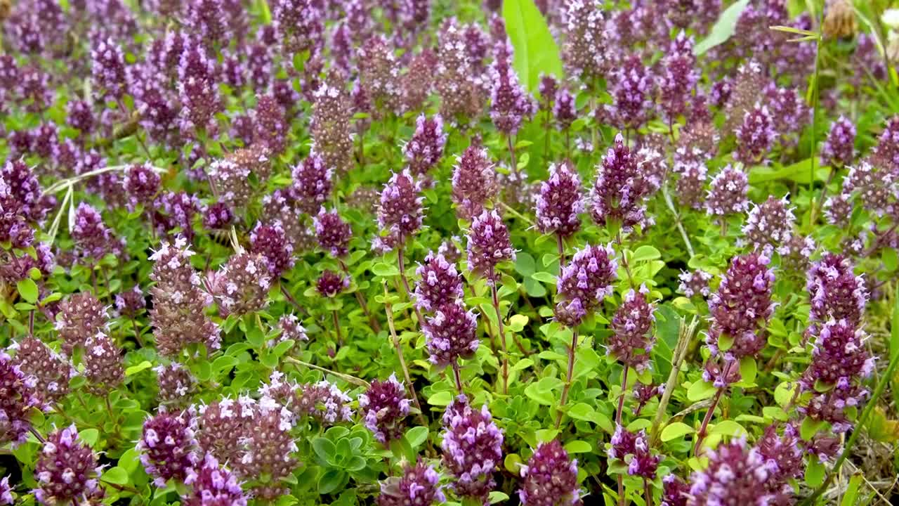 常见的百里香(thyymus pulegioides L.)，被成群的野生昆虫捕食视频素材