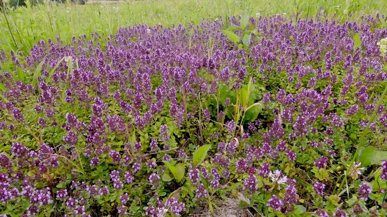 常见的百里香(thyymus pulegioides L.)，被成群的野生昆虫捕食视频素材