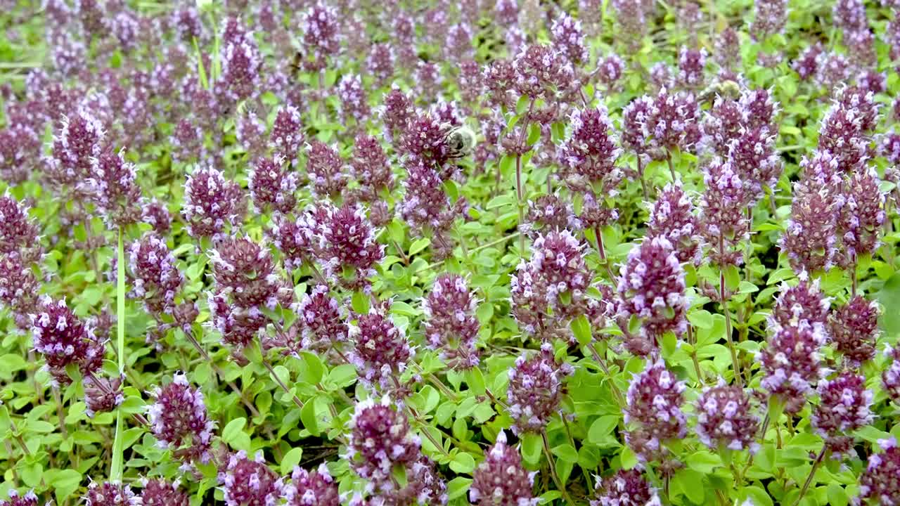 常见的百里香(thyymus pulegioides L.)，被成群的野生昆虫捕食视频素材