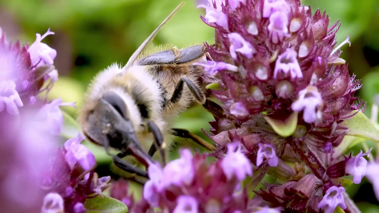 常见的百里香(thyymus pulegioides L.)，被成群的野生昆虫捕食视频素材