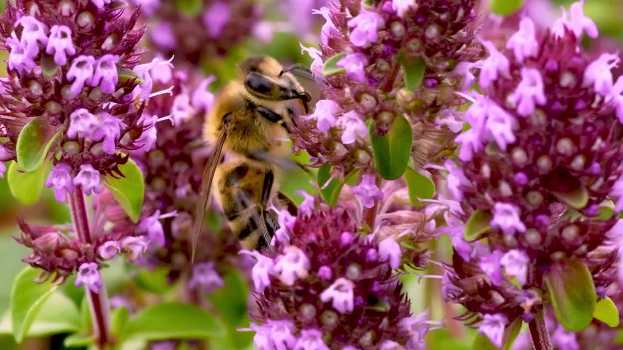 常见的百里香(thyymus pulegioides L.)，被成群的野生昆虫捕食视频素材