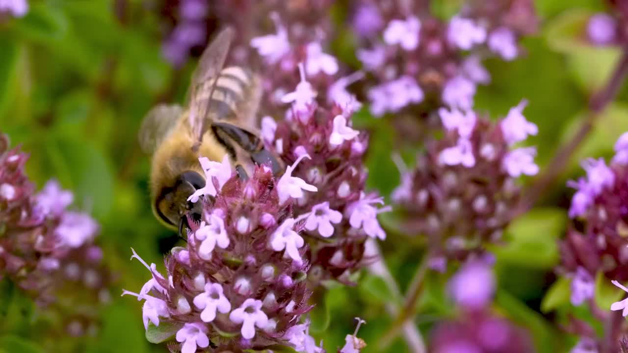 常见的百里香(thyymus pulegioides L.)，被成群的野生昆虫捕食视频素材