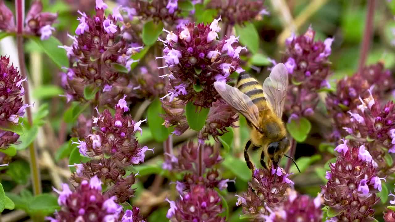 常见的百里香(thyymus pulegioides L.)，被成群的野生昆虫捕食视频素材