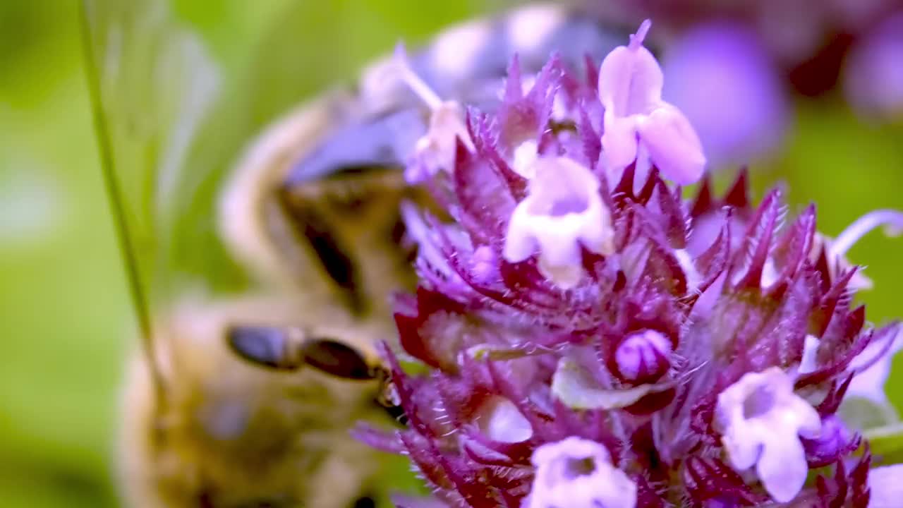 常见的百里香(thyymus pulegioides L.)，被成群的野生昆虫捕食视频素材