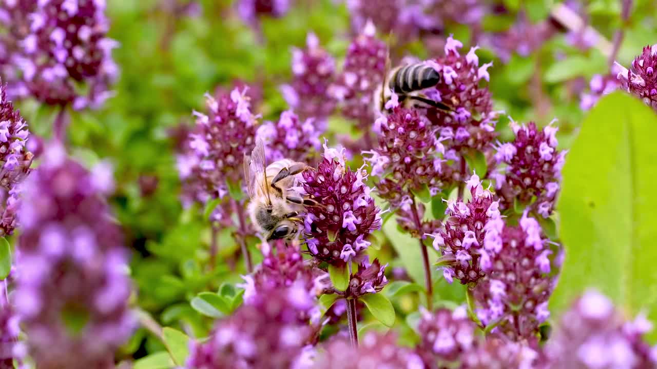 常见的百里香(thyymus pulegioides L.)，被成群的野生昆虫捕食视频素材