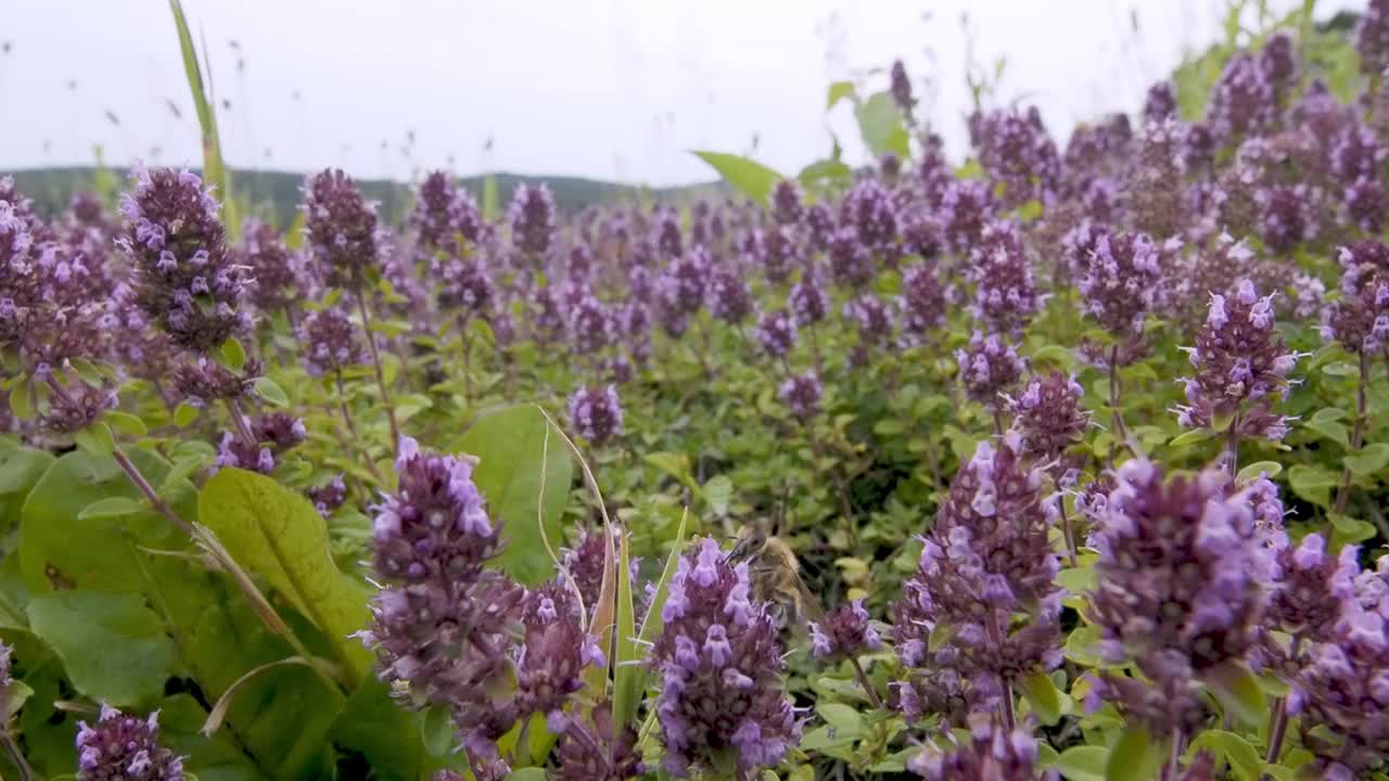 常见的百里香(thyymus pulegioides L.)，被成群的野生昆虫捕食视频素材