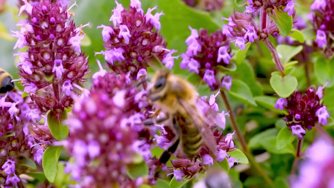 常见的百里香(thyymus pulegioides L.)，被成群的野生昆虫捕食视频素材