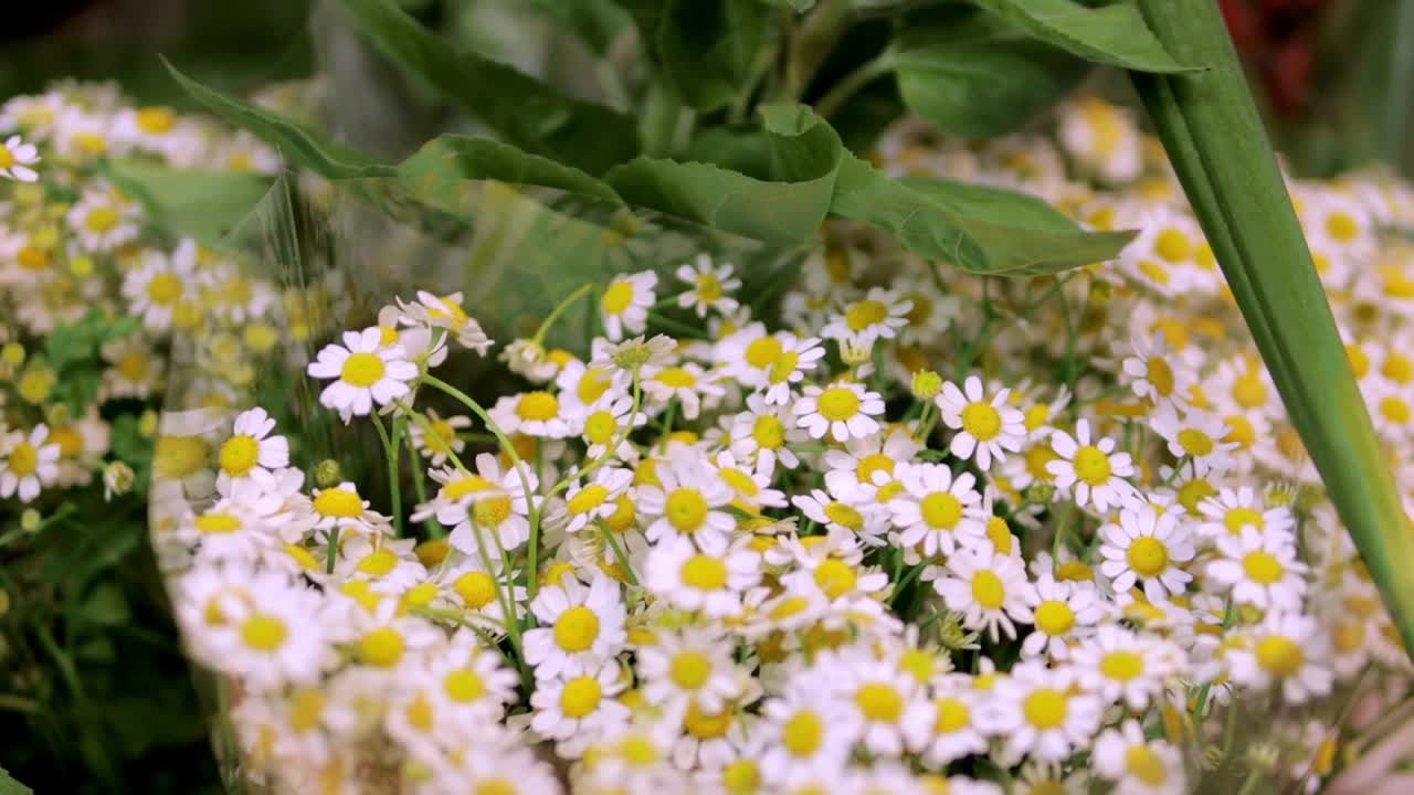 阳光下的白色雏菊。白色的雏菊在风中摇曳，特写。概念:自然、花、春、生物、动物群、环境、生态系统。视频素材