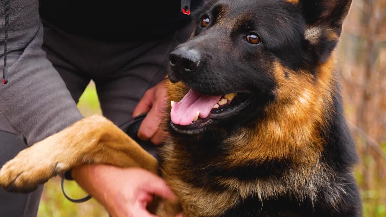 一只大德国牧羊犬向它的主人伸出爪子。训练大型犬。视频下载