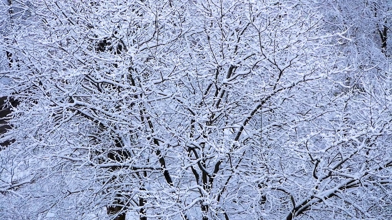 雪中的树。前视图。白雪皑皑的冬日景象。视频下载