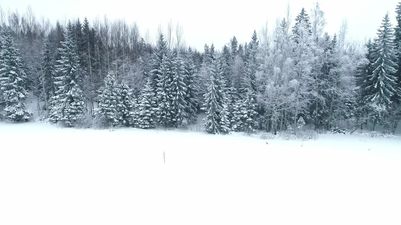 美妙的冬季景观森林森林雪树茂密的森林，由无人机空中视频素材