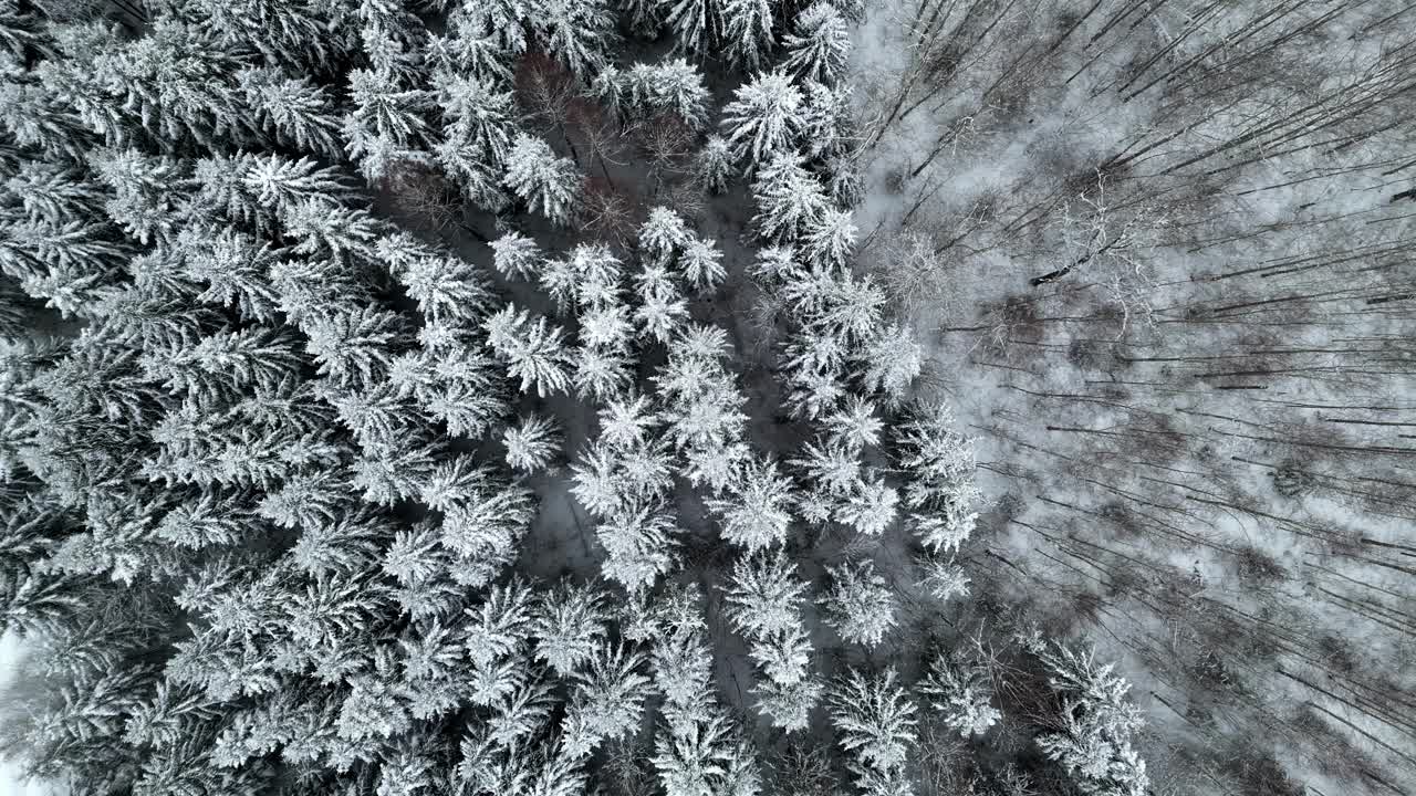 白雪皑皑的森林过渡到密密的开放与冰雪冻结的地面下降鸟瞰图视频素材