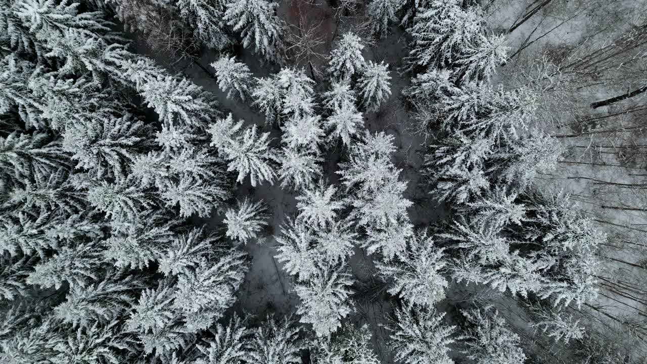 冰冻的常绿云杉森林感觉白雪皑皑，空中俯瞰视频素材