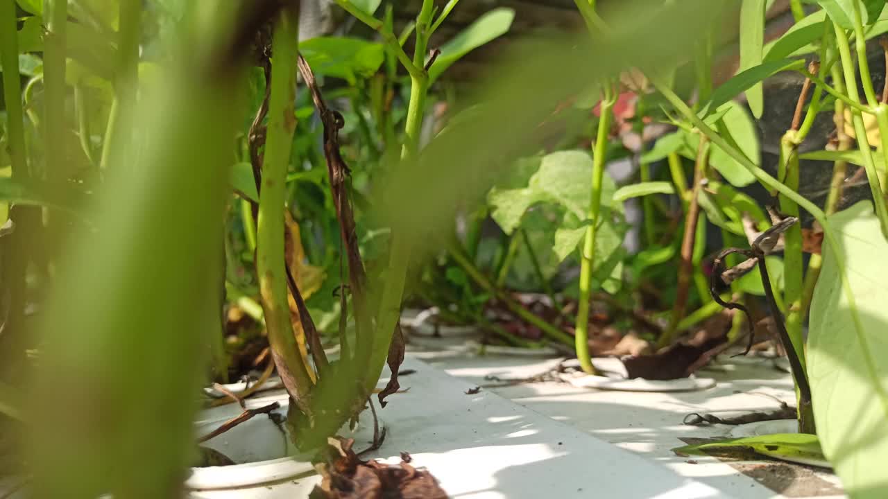 水培蔬菜:羽衣甘蓝视频素材