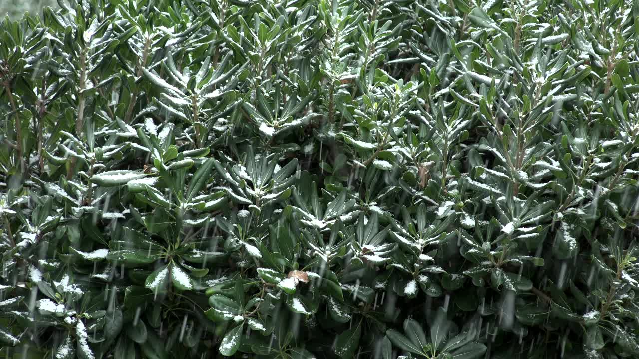 以雪为背景的树枝，雪花飘落的冬日景观，法国视频素材