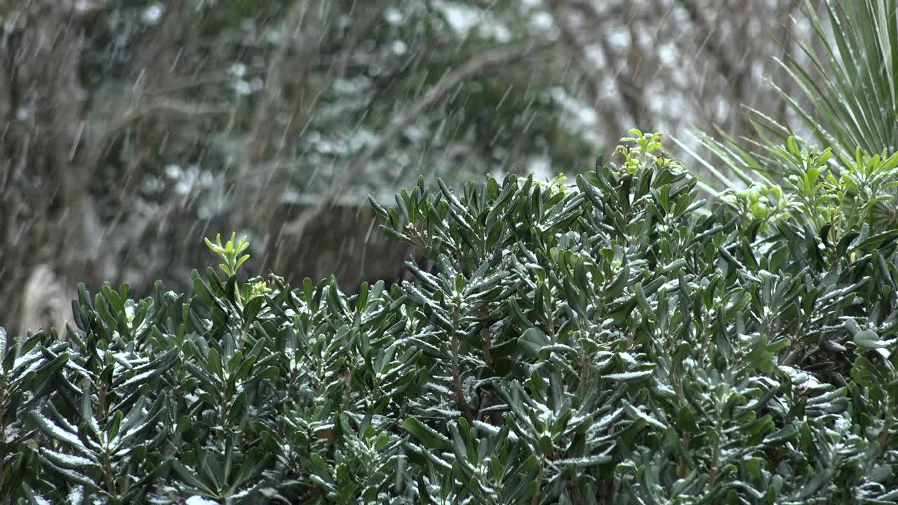 以雪为背景的树枝，雪花飘落的冬日景观，法国视频素材