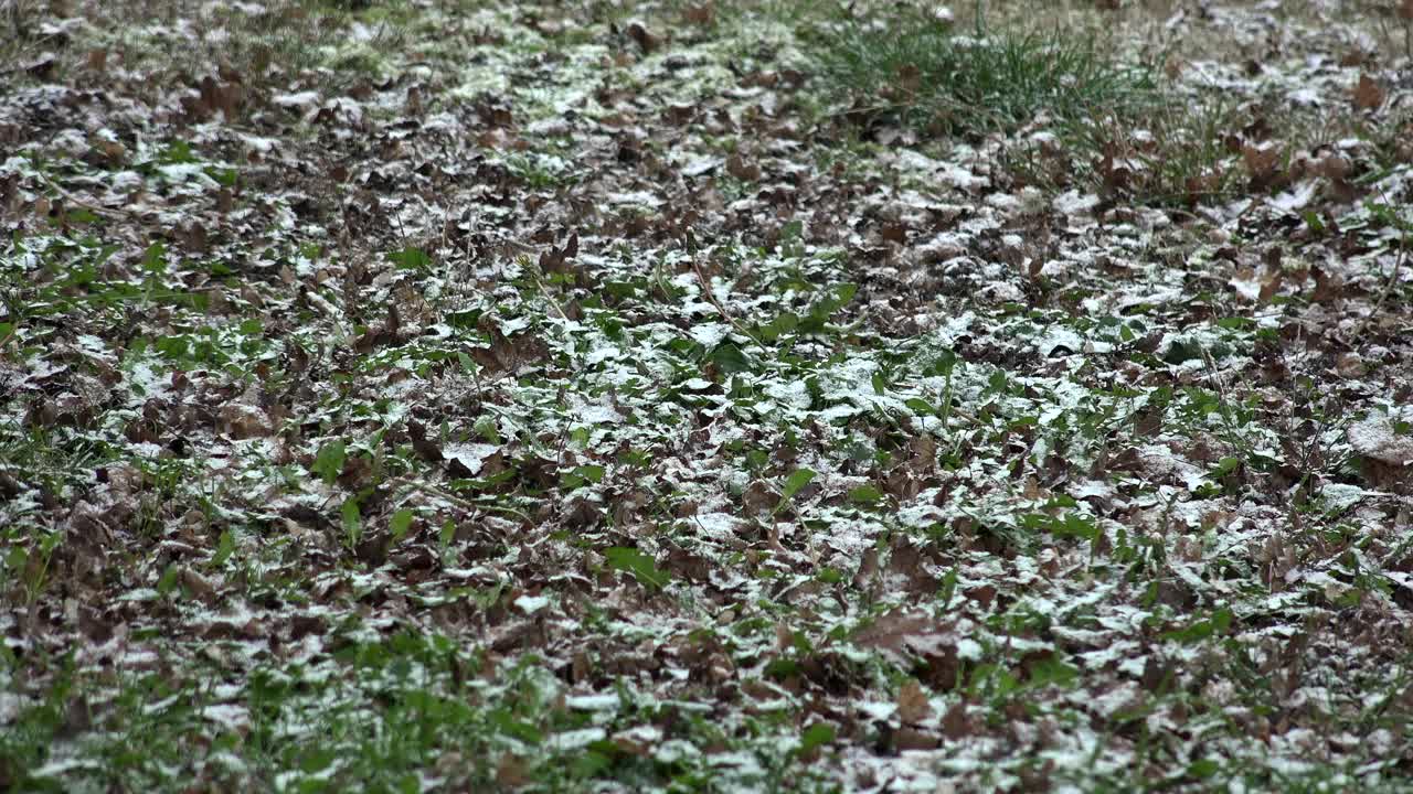 以雪为背景的树枝，雪花飘落的冬日景观，法国视频素材