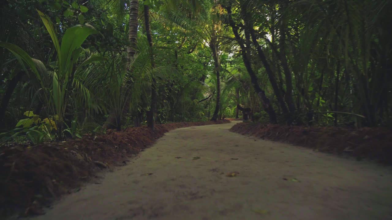 热带岛屿内热带雨林的奇妙景色视频素材