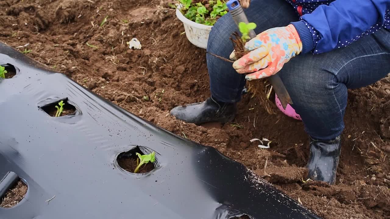 用地膜法栽培浆果和蔬菜视频下载