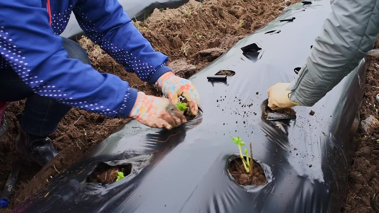 用地膜法栽培浆果和蔬菜视频下载