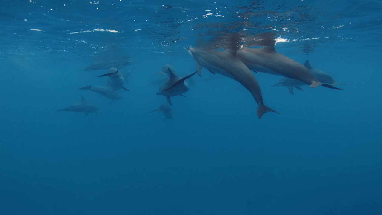 海豚在蓝色的海洋中游泳。野生海豚家族视频素材