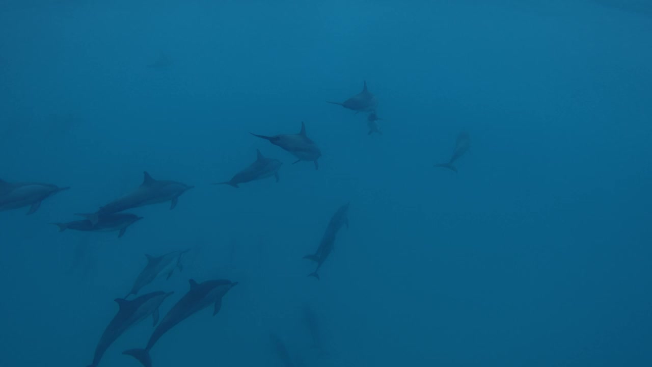 海豚在蓝色的海洋中游泳。野生海豚家族视频素材