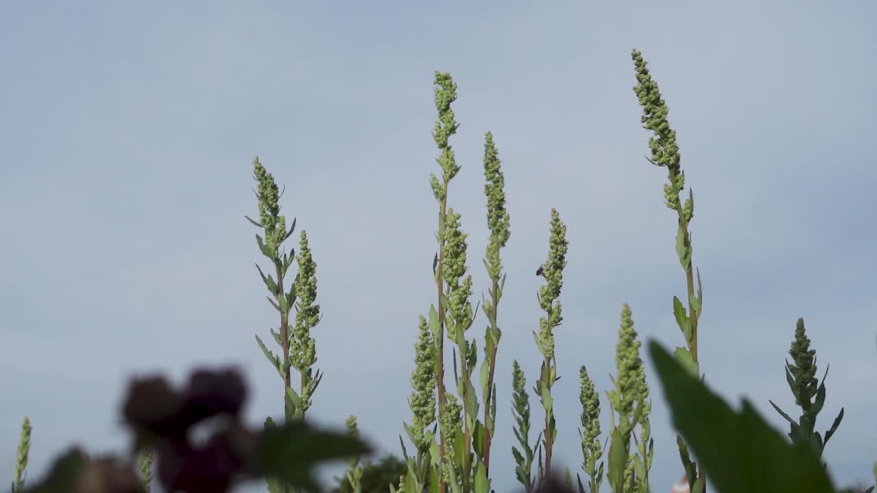 在印度北阿坎德邦的喜马拉雅草甸，大毛蕊花Verbascum thapsus的丰富生长。视频素材